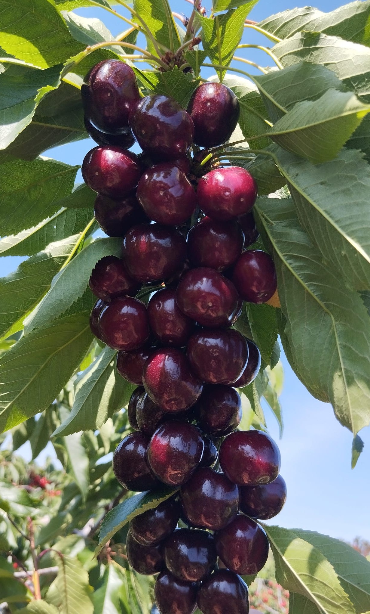 Rama en cireres Rama en cireres 3