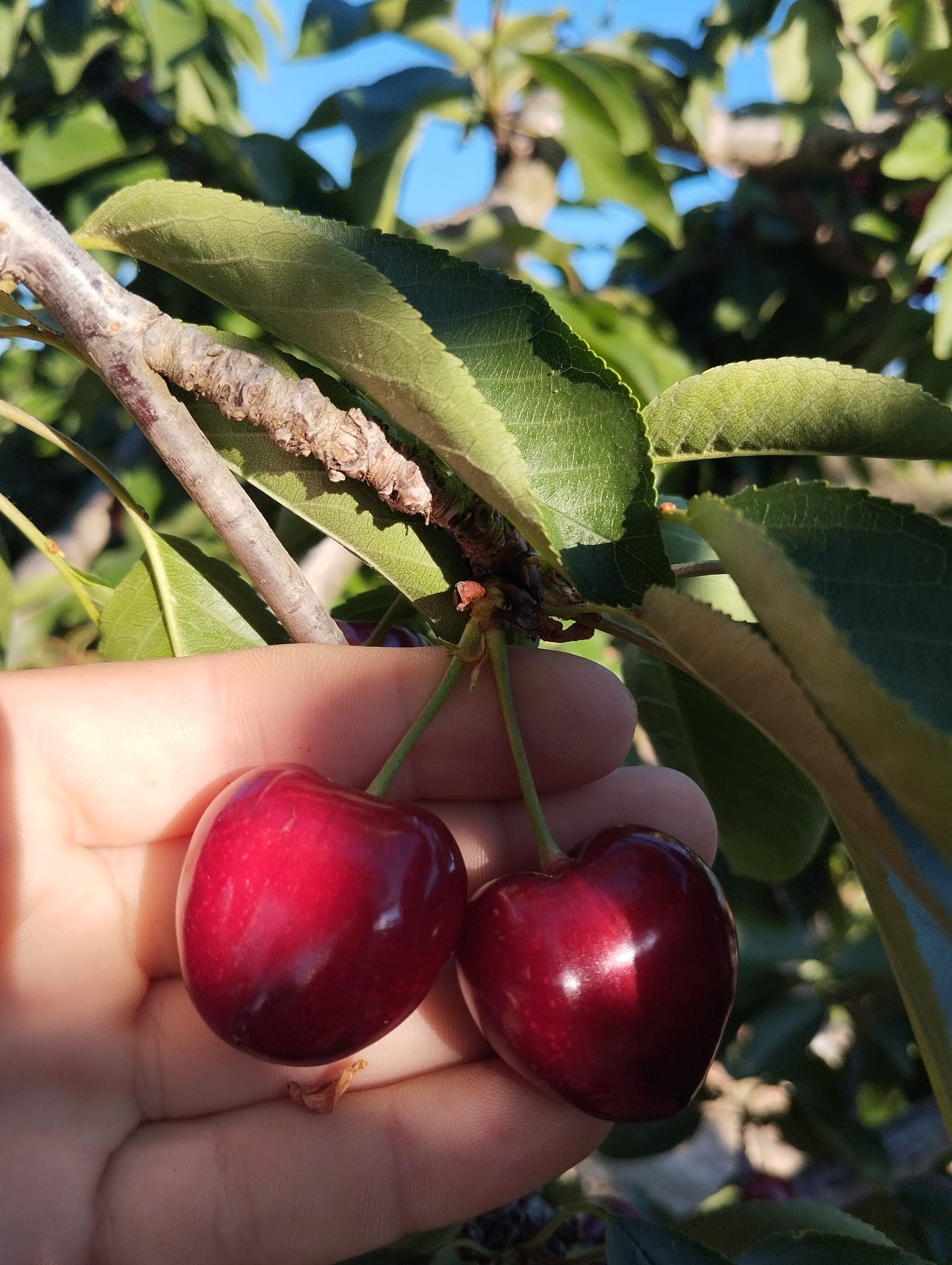 2 cireres 2 cireres rama