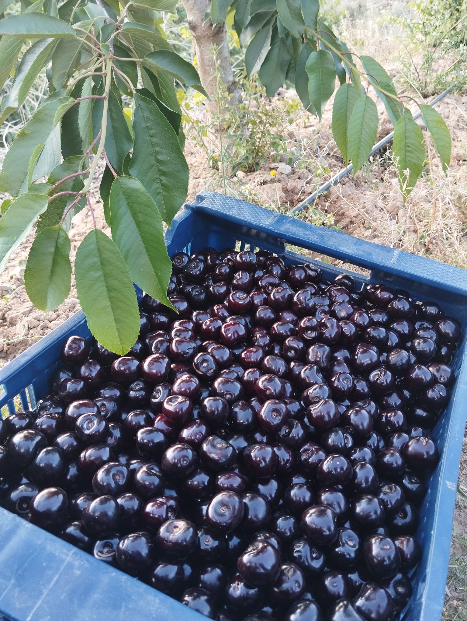 Caixa cireres Caixa cireres 1