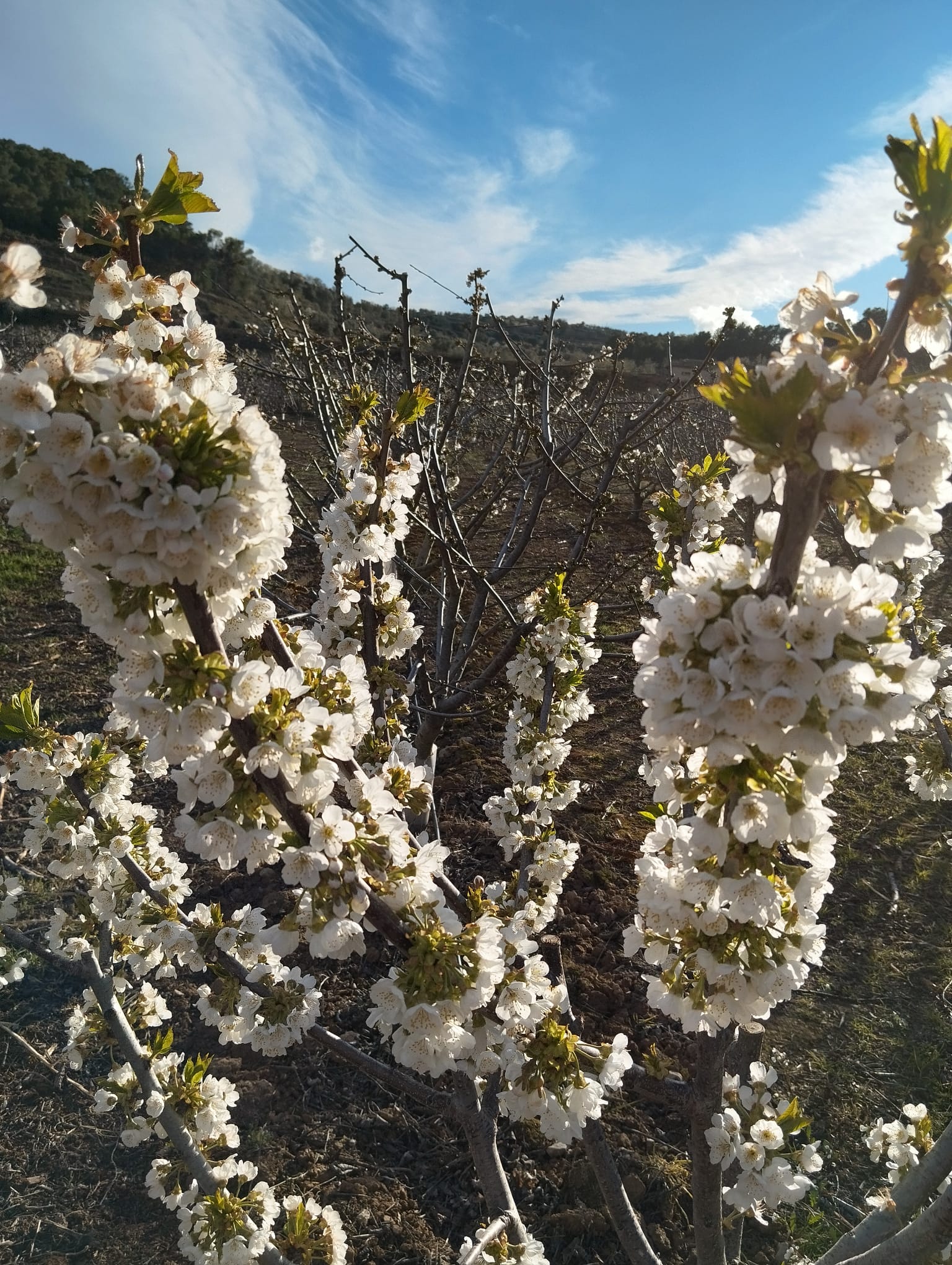 Flor cirere Flor cirere 1