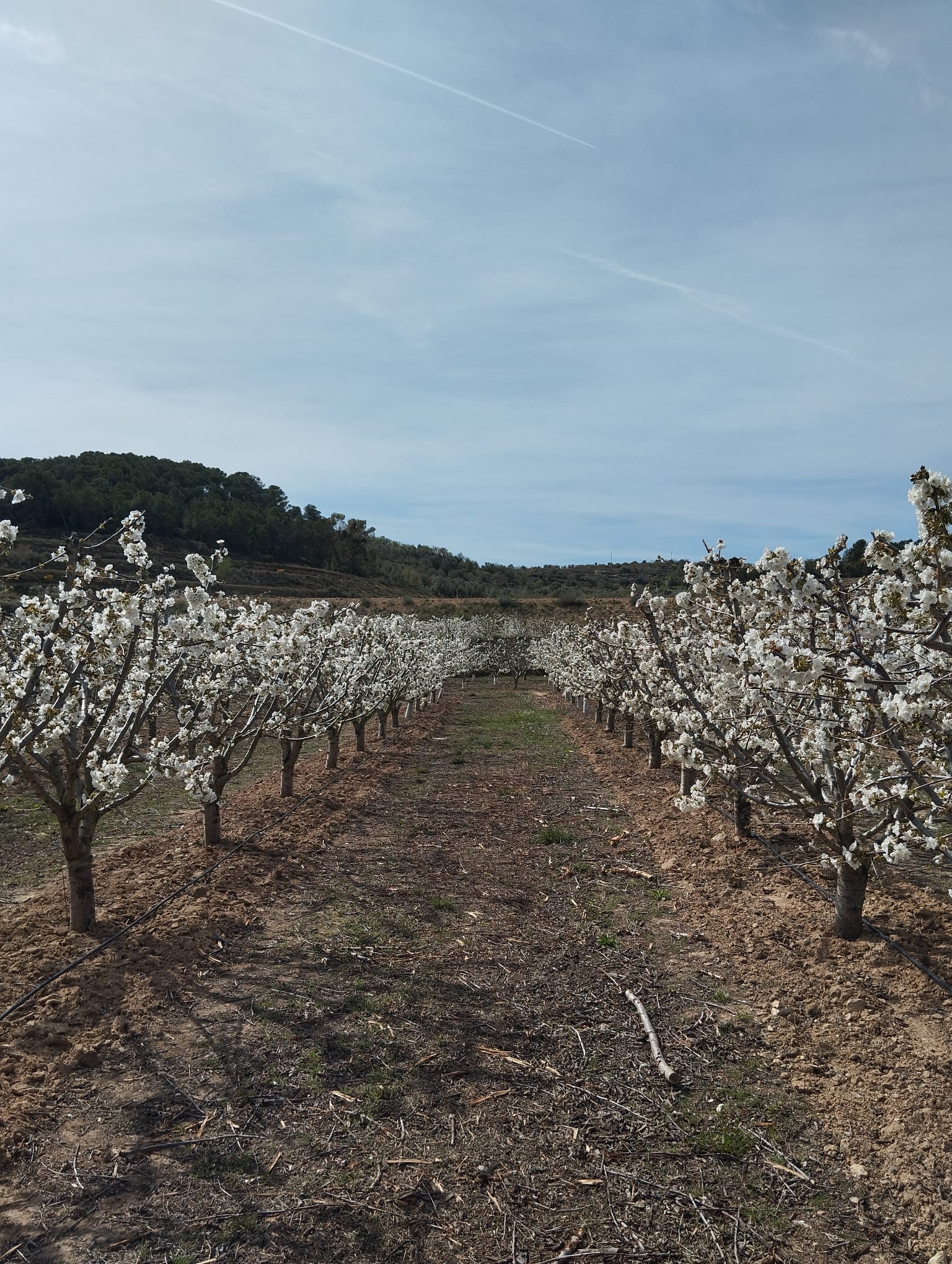 Bancal Cirere Bancal Cirere 1