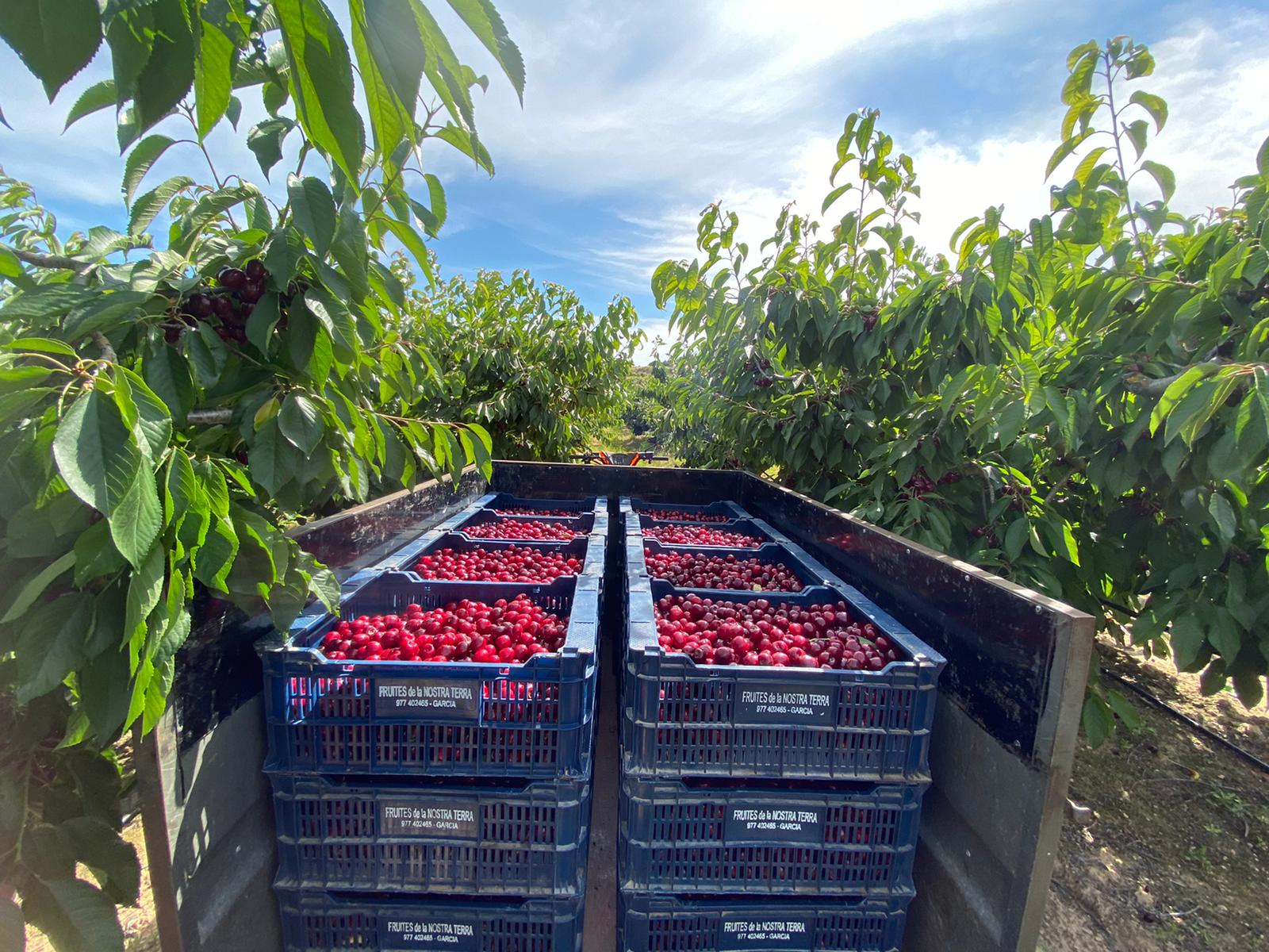 cireres tractor cireres tractor 1